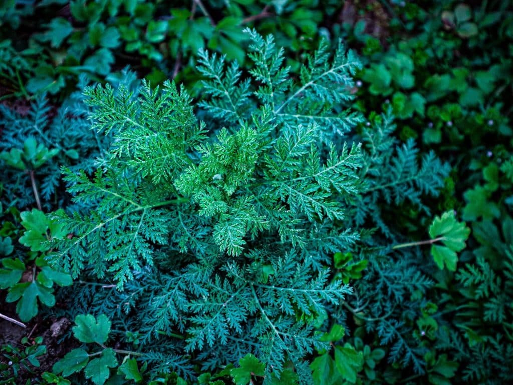 Artemisia eriantha, le génépi blanc ou génépi des rochers,…